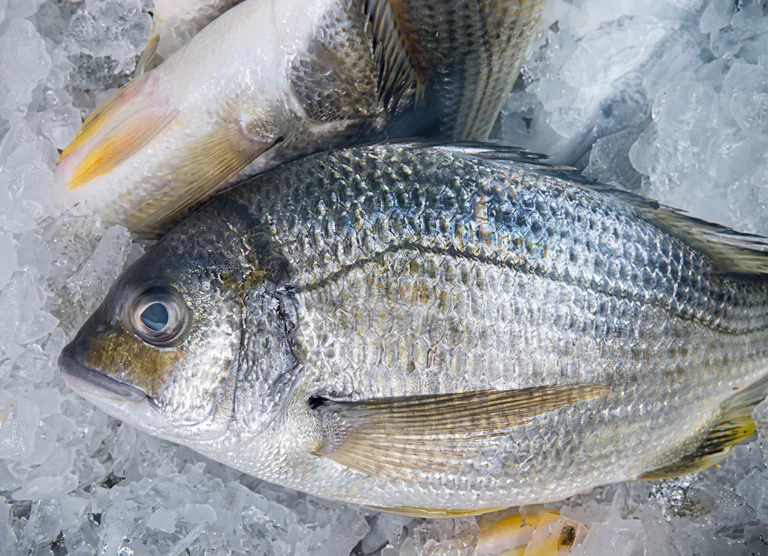 En närbild av färsk fisk som ligger på is.