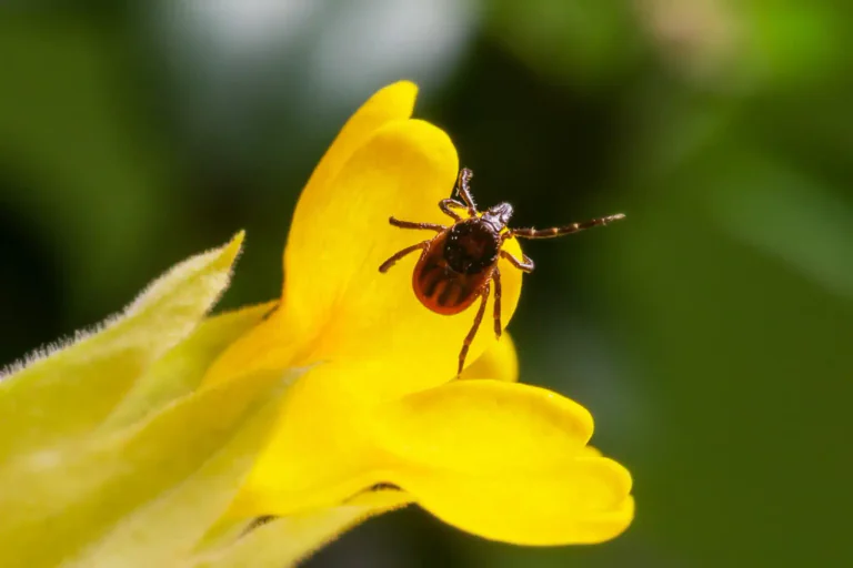 En närbild av en fästing med mörka randningar sitter på ett gult kronblad på en blomma.