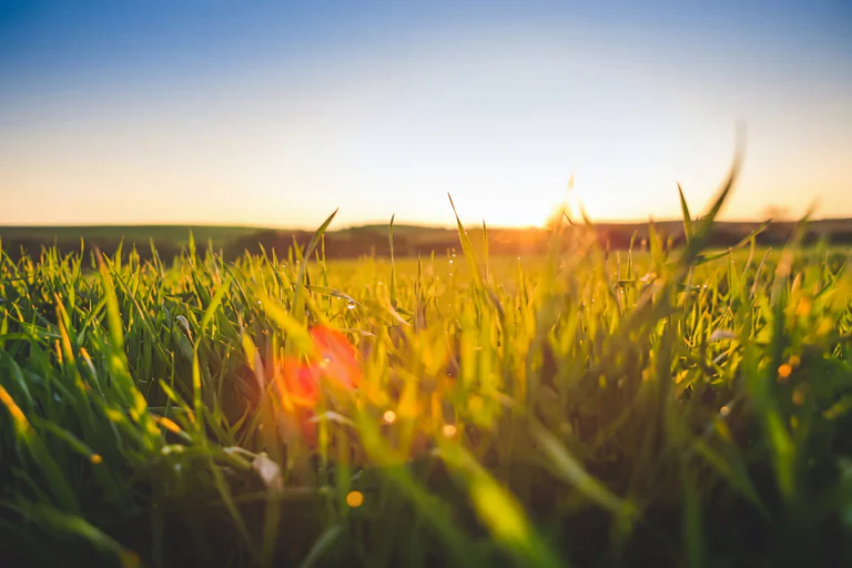 Ett fält med högt gräs i förgrunden med solen som går ner över horisonten i bakgrunden.