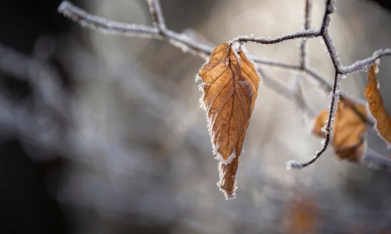 Ett brunt löv täckt av frost hänger från en gren som också är täckt av frost. Bakgrunden är suddig och ljus.