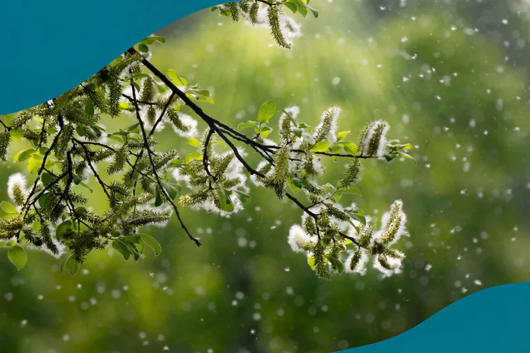 Växtträd med ljusa blommor och gröna blad där frömjöl faller från trädet i en naturlig utomhusmiljö.
